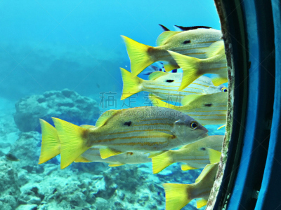 鱼类,特写,生物学,可爱的,多样,环境,indopacific ocean,生物,海鱼,窗户