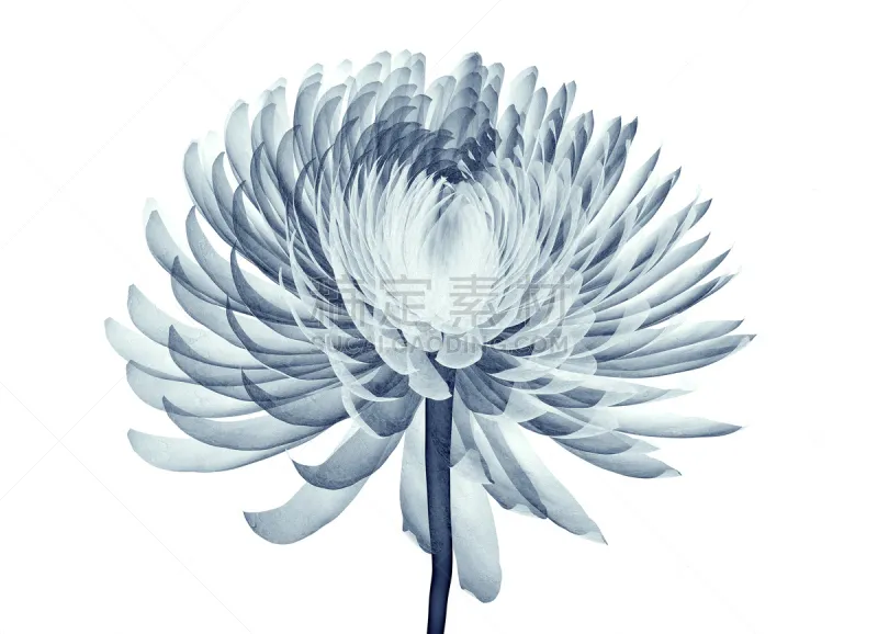 仅一朵花 X光片 分离着色 美 水平画幅 无人 图像 特写 番红花属 植物图片素材下载 稿定素材 仅一朵花 X光片 分离着色 美 水平画幅 无人 图像 特写 番红花属 植物图片素材下载 稿定素材