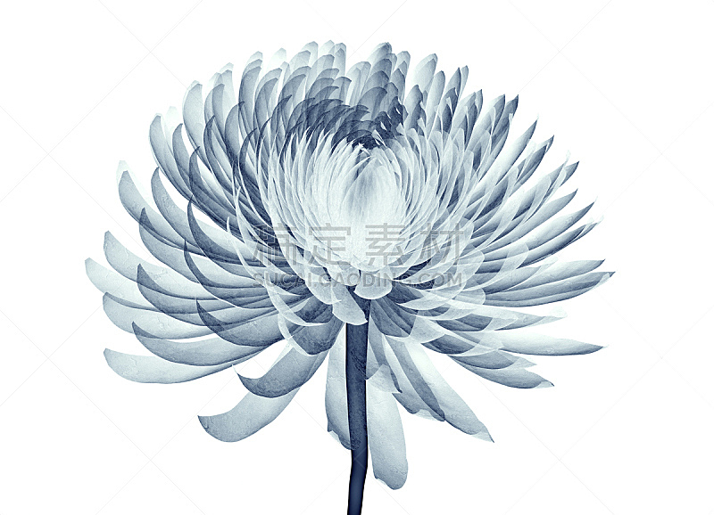 仅一朵花 X光片 分离着色 美 水平画幅 无人 图像 特写 番红花属 植物图片素材下载 稿定素材 仅一朵花 X光片 分离着色 美 水平画幅 无人 图像 特写 番红花属 植物图片素材下载 稿定素材