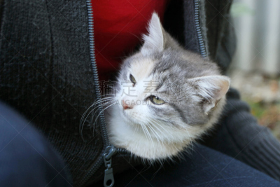 小猫,毛衣,正面视角,水平画幅,动物身体部位,户外,特写,不看镜头,哺乳纲,白色