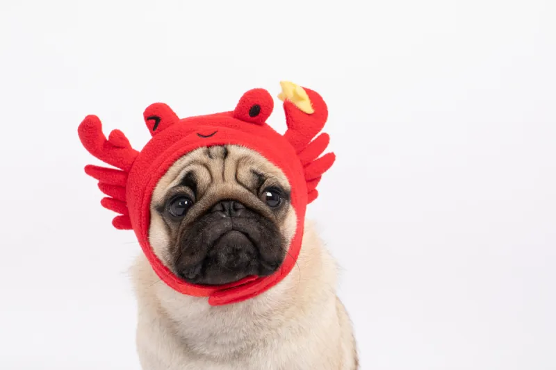 可爱的 狗 巴哥犬 帽子 古服装 分离着色 螃蟹 白色背景 纯种犬 衣服图片素材下载 稿定素材