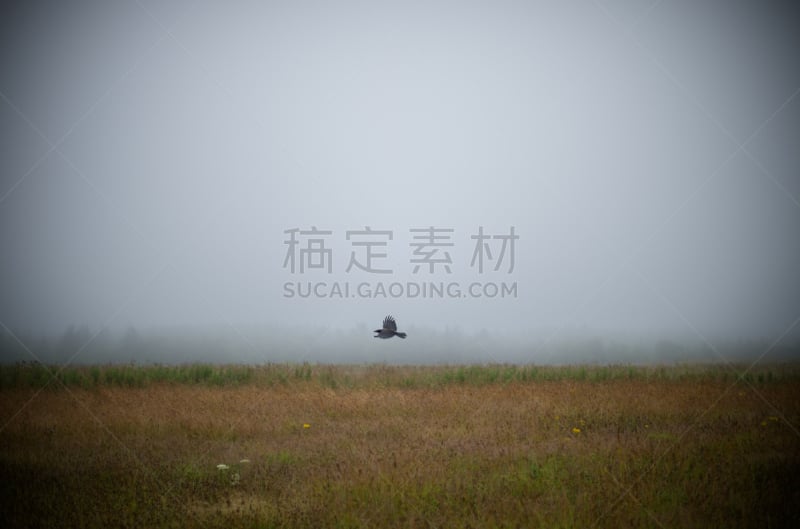 卡伦顿,苏格兰,因弗内斯,水平画幅,无人,偏远的,户外,草,田地,2015年