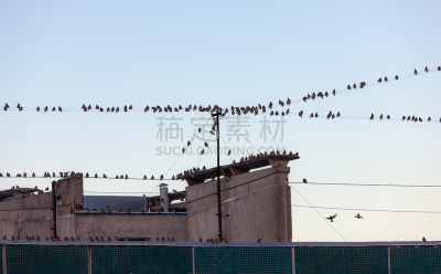 连雀,巨大的,羊群,寒冷,野生动物,北美歌雀,鸟类,屋顶,户外,天空