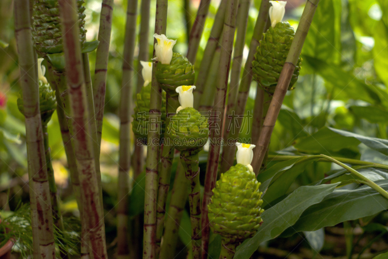 costus,仅一朵花,奇异的,自然,美,水平画幅,圆锥,无人,园艺,花序