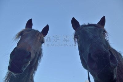 马,低视角,喇叭鼻孔,水平画幅,正下方视角,2015年,农舍,房屋,摄影