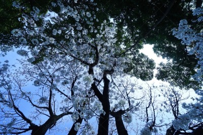 蓝色,海洋,东京,建筑外部,自然,天空,水平画幅,绿色,樱花,无人
