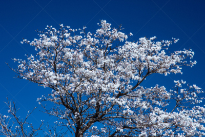 天空,白色,蓝色,留白,调色板,灵感,水平画幅,林区,无人