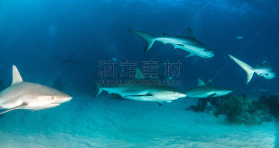 巴哈马国,礁鲨,水,水平画幅,水肺潜水,无人,水下,鲨鱼,夏天,户外