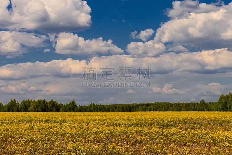 田地,黄色,天空,美,水平画幅,无人,夏天,户外,草,云景