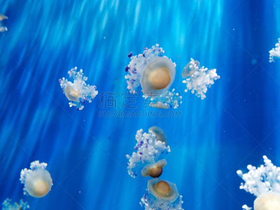 水族馆,水母,大特写,水,美,水平画幅,水下,异国情调,触须,部分