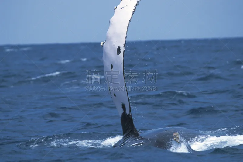 座头鲸 Pectoral Fin 野生动物 成一排 水平画幅 无人 野外动物 户外 一只动物 海洋图片素材下载 稿定素材