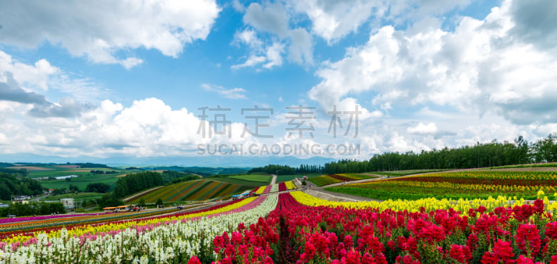 日本,北海道,仅一朵花,2015年,田地,七月,自然,水平画幅,山,富良野盆地