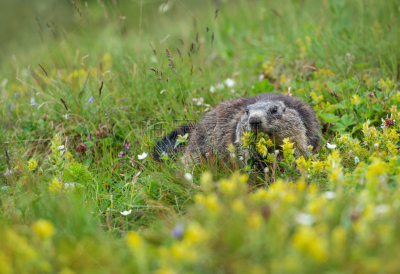 marmot in the flowering meadow eating a yellow rattleweed - Großglockner in Austria - Carinthia