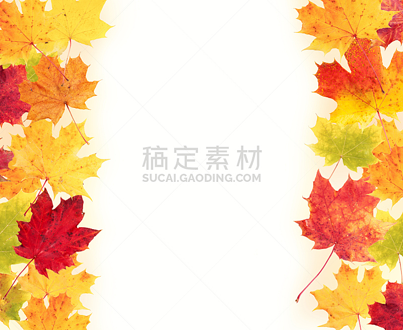 叶子,秋天,白色背景,分离着色,留白,褐色,边框,水平画幅,无人,白色