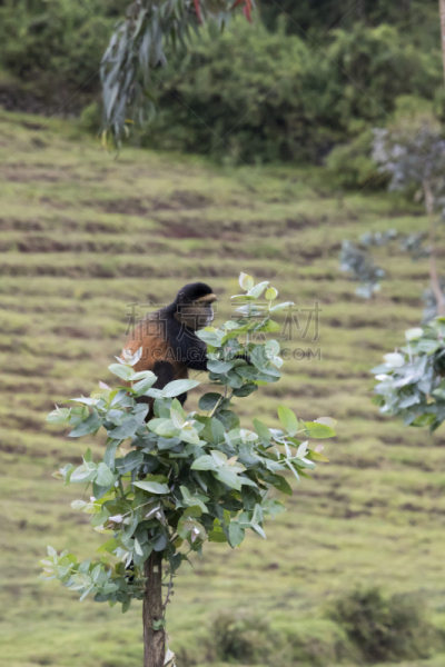 parc national des volcans,金丝猴,卢旺达,濒危物种,在上面,威兰伽国家公园,特有物种,垂直画幅,野生动物,无人