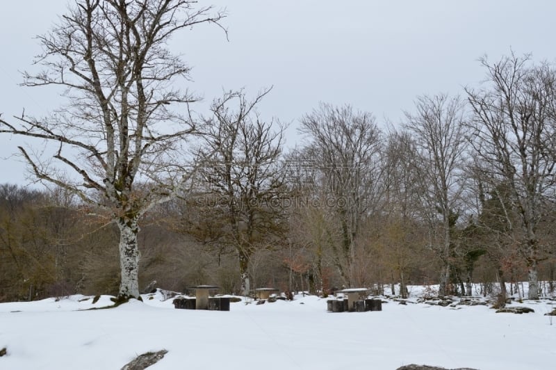 雪,河流,自然,地形,自然美,山毛榉树,在活动中,森林,水,水平画幅