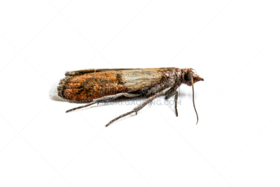 蛾,大特写,纺织品,玉米粉,pyralid moth,备餐间,清洁工,害虫,昆虫,捷克