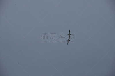 南冰洋,在上面,美国,水平画幅,无人,鸟类,海鸥,简单,海洋,摄影