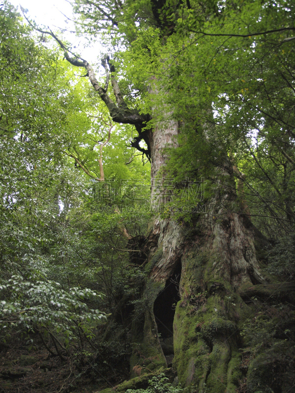 屋久岛,鹿儿岛县,日本,森林,自然,垂直画幅,公主,苔藓,旅行者,绳文杉