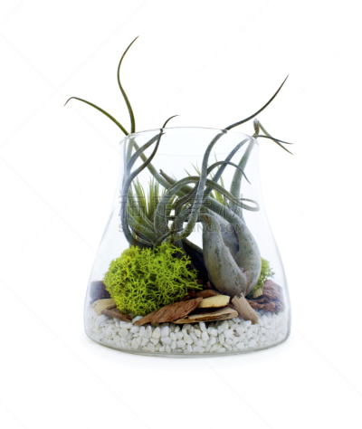 玻璃,容器,垂直画幅,植物,寄生藤,无人,苔藓,玻璃缸,mood moss,摄影