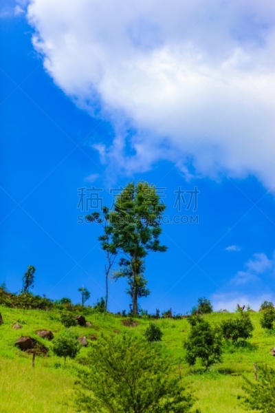 地形,苏格兰高地,非凡的,垂直画幅,水平画幅,纹理效果,山,夏天,饮料,田地