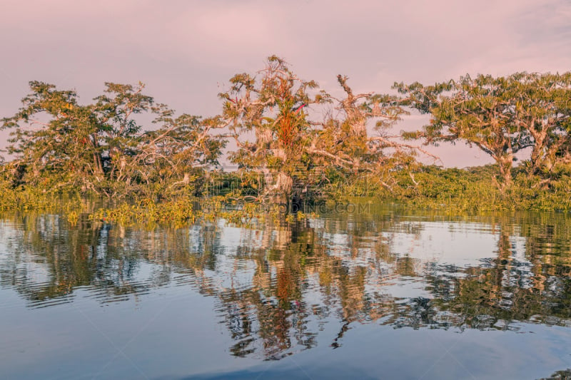 红树,森林,高,库亚贝诺野生动物保护区,亚苏尼国家公园,厄瓜多尔,南美,国家公园,水平画幅,无人