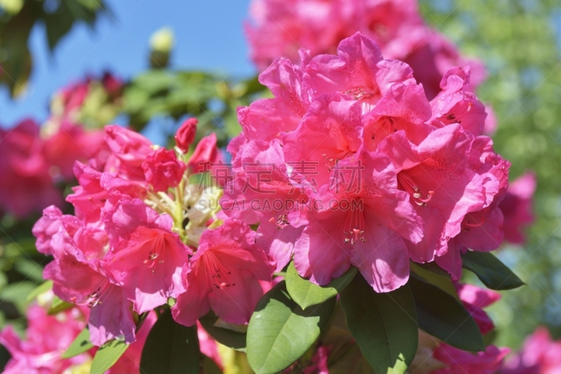 天空,蓝色,粉色,杜鹃花属,自然美,pacific rhododendron,美,水平画幅,无人,色彩鲜艳