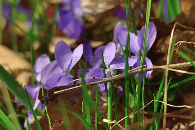 Hepatica nobilis or liverleaf (Leberblümchen)