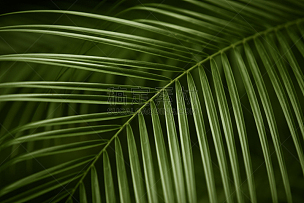 棕榈叶,抽象,特写,棕榈树,叶子,选择对焦,水平画幅,纹理效果,无人,阶调图片