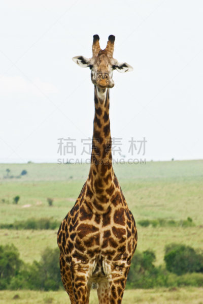 长颈鹿,马赛长颈鹿,乞力马扎罗山,垂直画幅,野外动物,哺乳纲,灌木,条纹,恩格罗恩格罗保护区,世界遗产