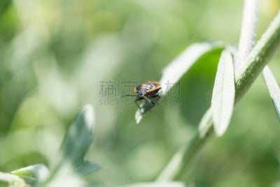 盾蝽,自然,式样,斑颈步甲虫,水平画幅,绿色,橙色,生物,日本,东亚