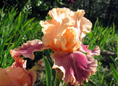 百灵鸟,鸢尾,仅一朵花,土豚,美,络腮胡子,水平画幅,夏天,草,北美歌雀