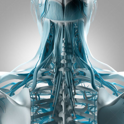 绘画插图,脊柱,三维图形,脖子,身体受伤,人类骨架,形状,科学,背面视角