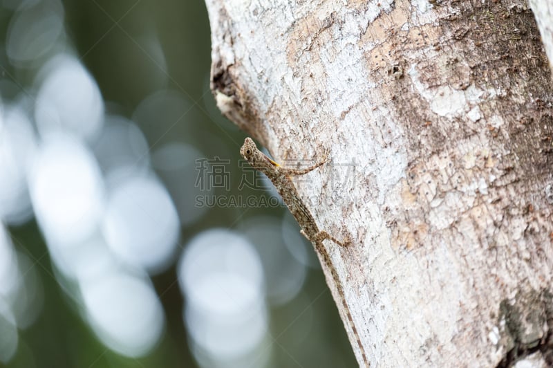 自然,蜥蜴,特写,天龙座,树栖动物,鬣蜥属,食虫目,降落伞,特有物种,水平画幅