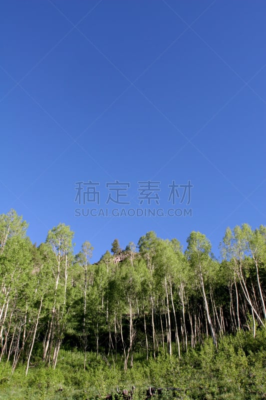 天空,蓝色,白杨类,斯诺玛斯,白河国家森林,甘尼森国家森林,白桦树,垂直画幅,洛矶山脉,银色