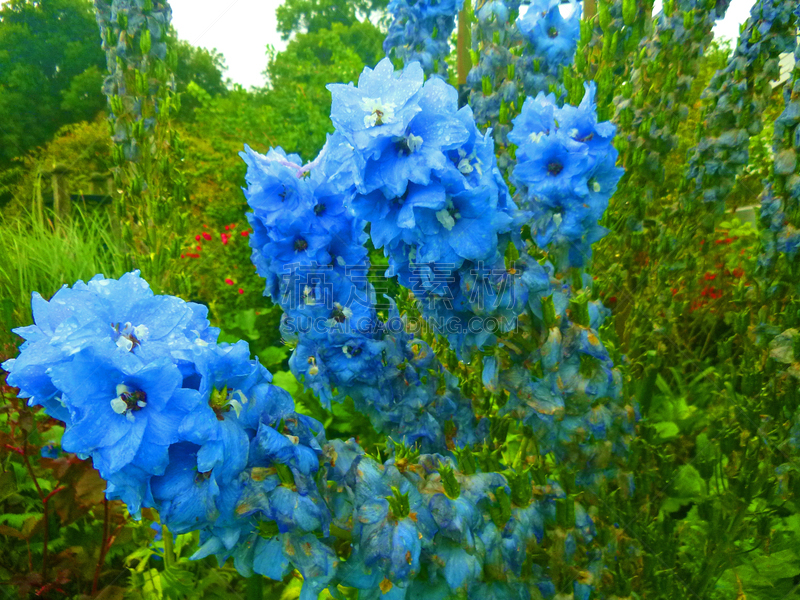 新西兰,植物园,新西兰南岛,自然,图像,oamaru,自然美,花园路,小路