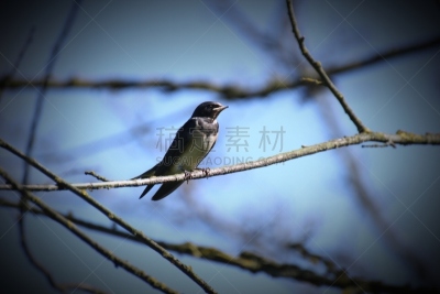 家燕,幼小动物,格赖夫斯瓦尔德,影像年代,梅克伦堡前波莫瑞州,2000到2009,选择对焦,天空,机敏,褐色