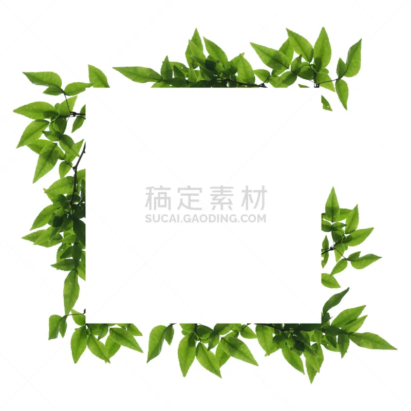 枝 分离着色 白色背景 白色 自然 清新 边框 泰国 图像 叶子图片素材下载 稿定素材 枝 分离着色 白色背景 白色 自然 清新 边框 泰国 图像 叶子图片素材下载 稿定素材