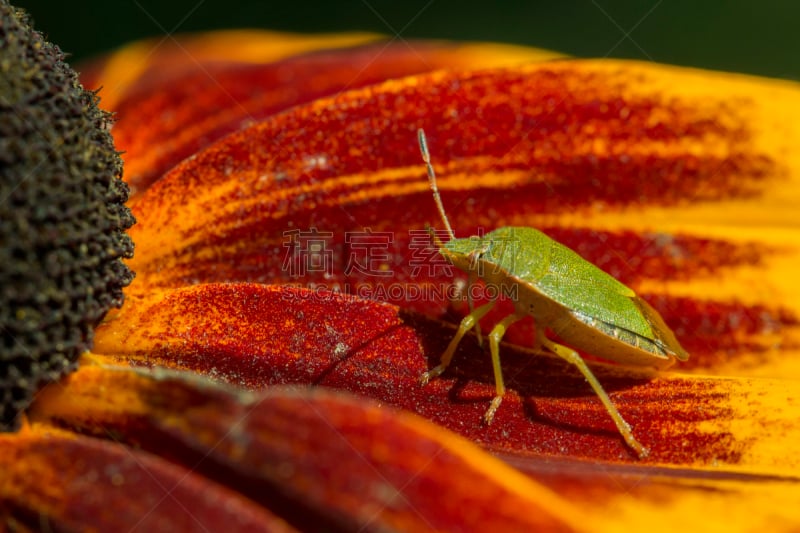 特写,大特写,昆虫,绿色,green shield bug,黄雏菊,美,水平画幅,盾,无人