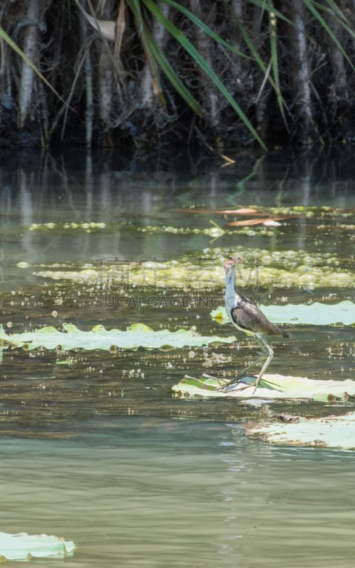 Comb-crested Jacana standing on a ​lotus leaf in the Corroboree Billabong wetland in the Northern Territory of Australia