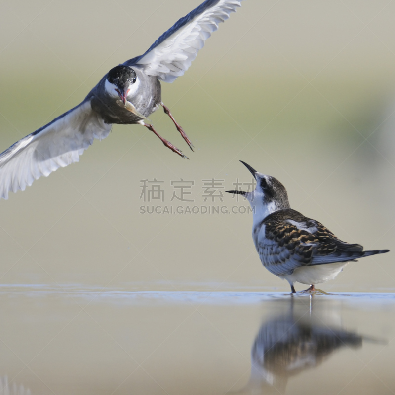 燕鸥,小鸟,小的,成年的,有须燕鸥,沙洲,正面视角,水,鸟类,动物身体部位