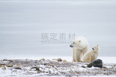 幼兽,北极熊,看,母亲,自然,野生动物,水平画幅,马尼托巴湖,雪,户外