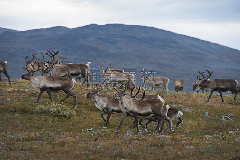 兽群,山,挪威,母鹿,野牛,水平画幅,地形,无人,小牛,野外动物