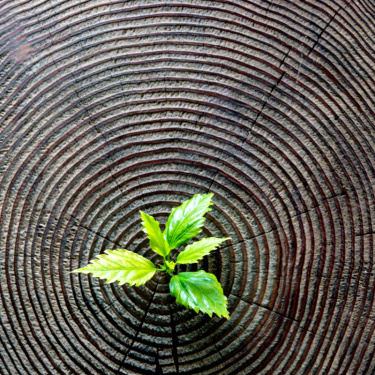 树桩,古老的,植物,幼小动物,忍耐力,花蕾,树苗,秧苗,新生活,树干