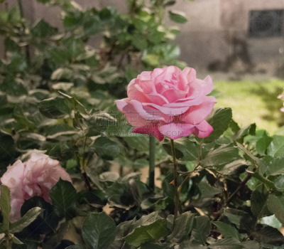 玫瑰,基塔,植物,水平画幅,景观设计,夜晚,无人,东京,户外,摄影
