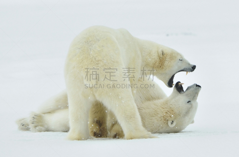 北极熊,气候,水平画幅,雪,巨大的,爪子,领土行为,动物身体部位,残酷的,野外动物