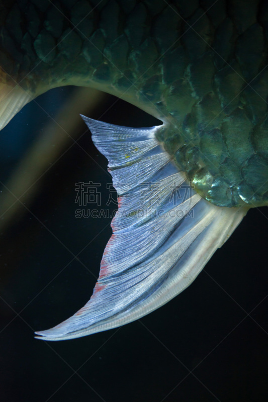 细毛纤维,爪哇,垂直画幅,水,金箔鱼,柬埔寨,马来西亚人,水下,野外动物,异国情调