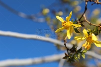 花瓣,花冠,乔舒亚树国家公园,盆地,斑豆,风,路,韧性,浪漫,禅宗