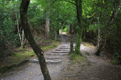 森林,小路,山,自然,水平画幅,无人,欧洲,夏天,户外,lough leane