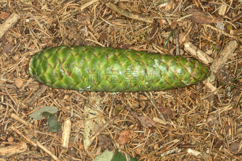 挪威云杉,康涅狄格,绿色,圆锥,雌性动物,密封食品,裸子植物,东北方向,针叶树锥体,水平画幅